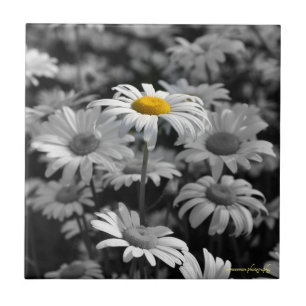 Carreau Faisée jaune dans une mer de marguerites noires e