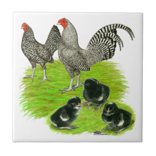 Carreau Famille de Bantam barré de vieil anglais
