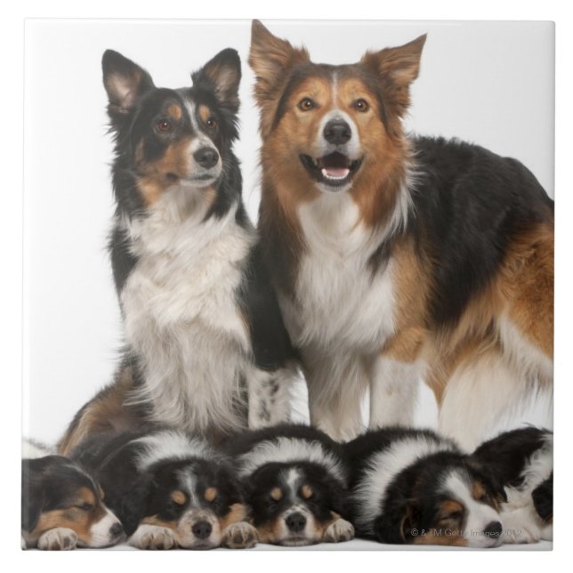 Carreau Famille de border collie (Devant)