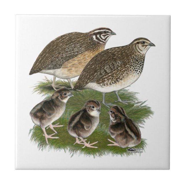 Carreau Famille de Cailles Coturnix (Devant)