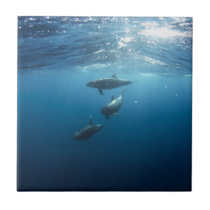 Carreau Famille de dauphin