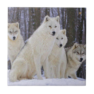 Carreau Famille de loup