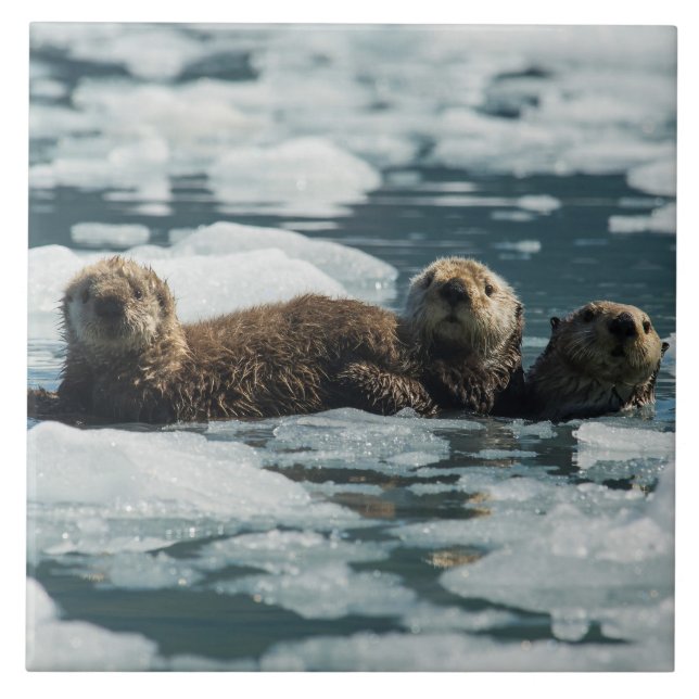 Carreau Famille de loutre de mer (Devant)