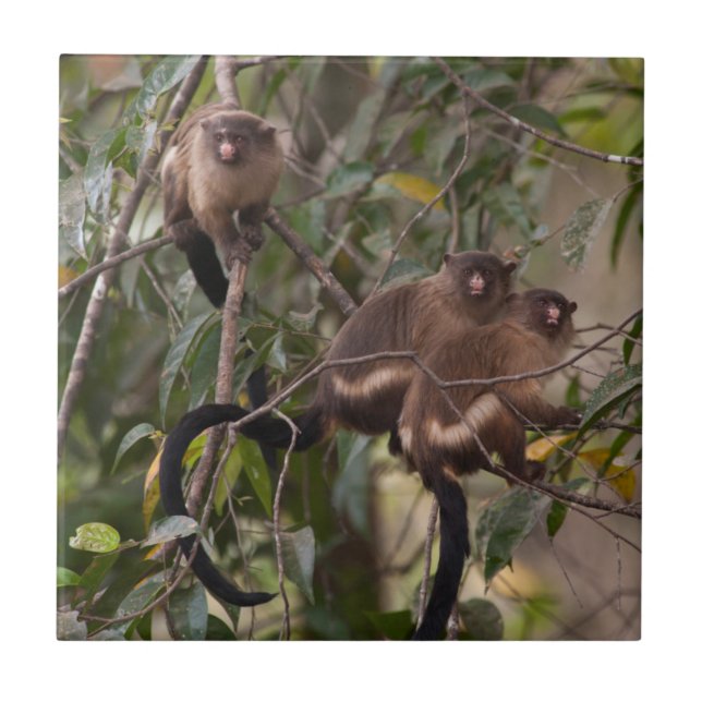 Carreau Famille de marmousets singes (Devant)