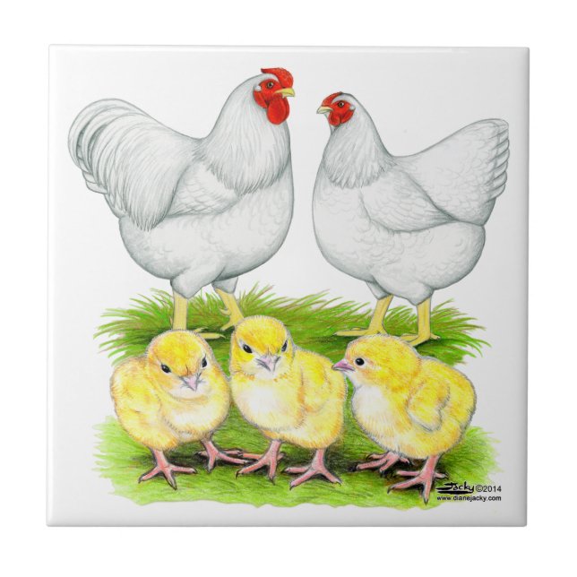 Carreau Famille de poules blanches Wyandotte (Devant)