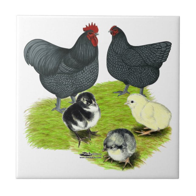 Carreau Famille de poules Orpington bleues (Devant)
