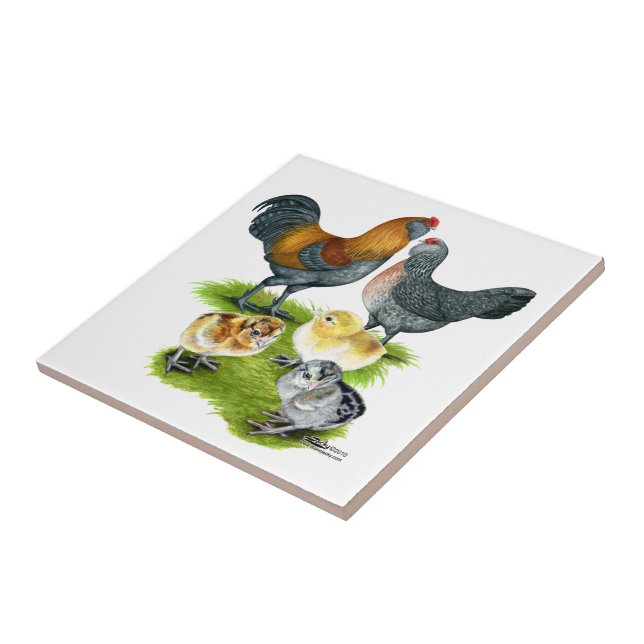 Carreau Famille de poulets Ameraucana (Côté)