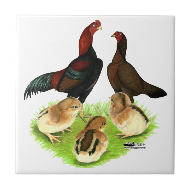 Carreau Famille de poulets Aseel Black Red (Devant)