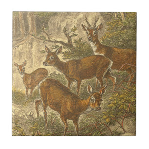 Carreau Famille de Roe - Cerfs dans une forêt