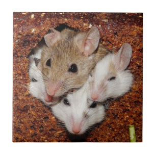 Carreau Famille de souris au pain