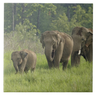 Carreau Famille d'éléphants indiens