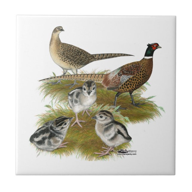 Carreau Famille du faisan à collier (Devant)