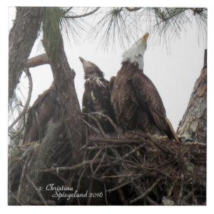 Carreau Famille Eagle chantant Spiegeland Tile