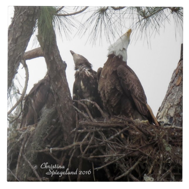 Carreau Famille Eagle chantant Spiegeland Tile (Devant)