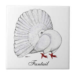 Carreau Fantail Pigeon White