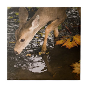 Carreau Faon de cerf dans un ruisseau