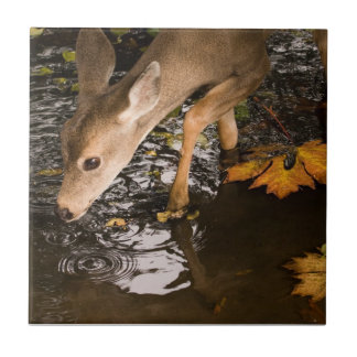 Carreau Faon de cerf dans un ruisseau