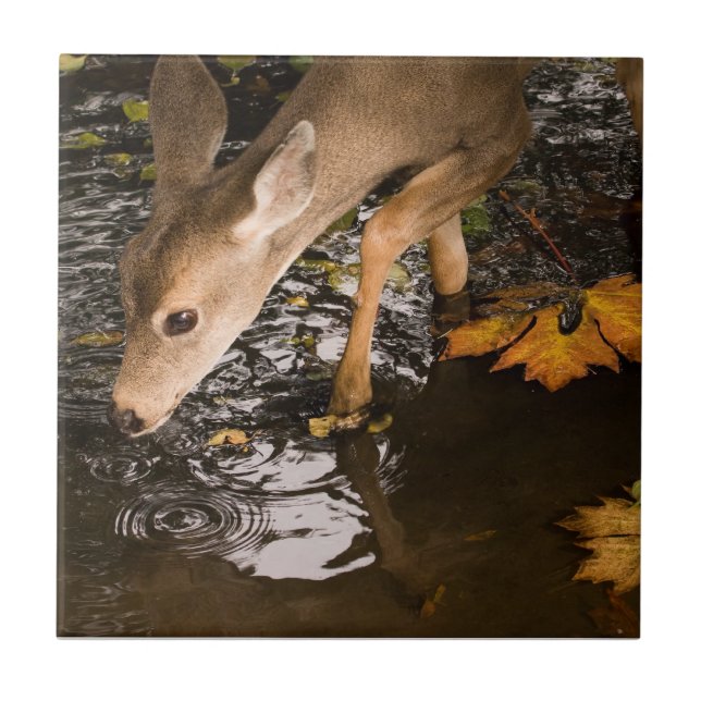 Carreau Faon de cerf dans un ruisseau (Devant)