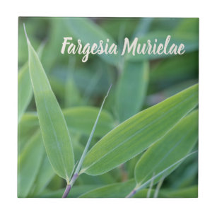 Carreau Fargesia murielae Bamboo plante pour jardiniers ca