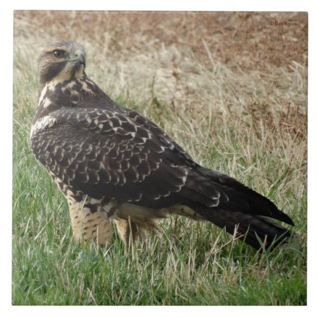 Carreau Faucon de B52 Swainson (Devant)