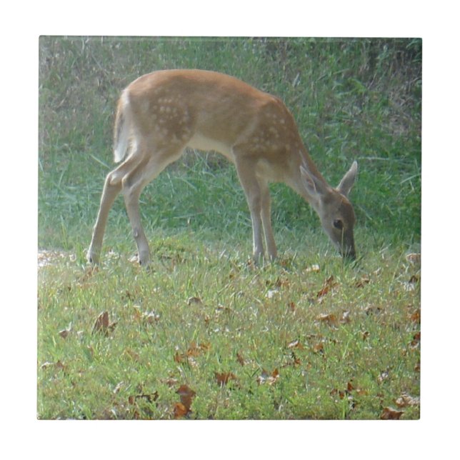 Carreau faun, cerf-bébé au lac Arrowhead (Devant)
