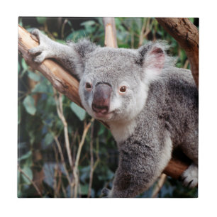 Carreau Featherdale Wildlife Park, Koalas