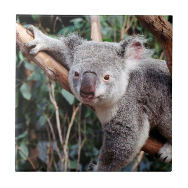 Carreau Featherdale Wildlife Park, Koalas (Devant)
