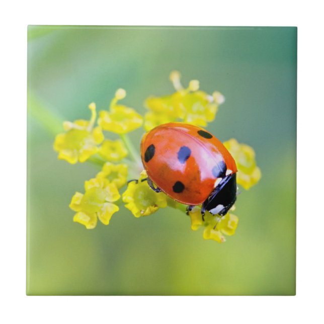 Carreau femme au sommet (Devant)