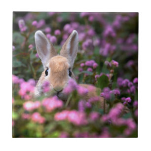 Carreau Ferme de lapins
