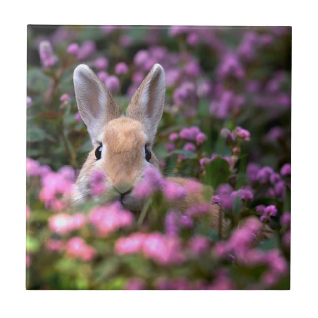 Carreau Ferme de lapins (Devant)