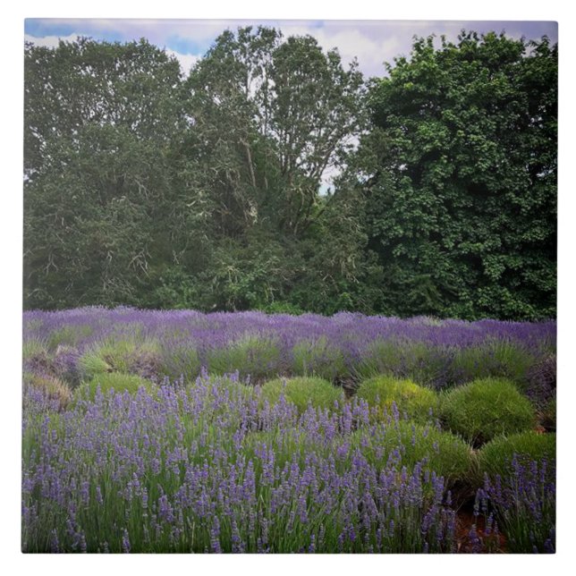 Carreau Ferme de Lavender (Devant)
