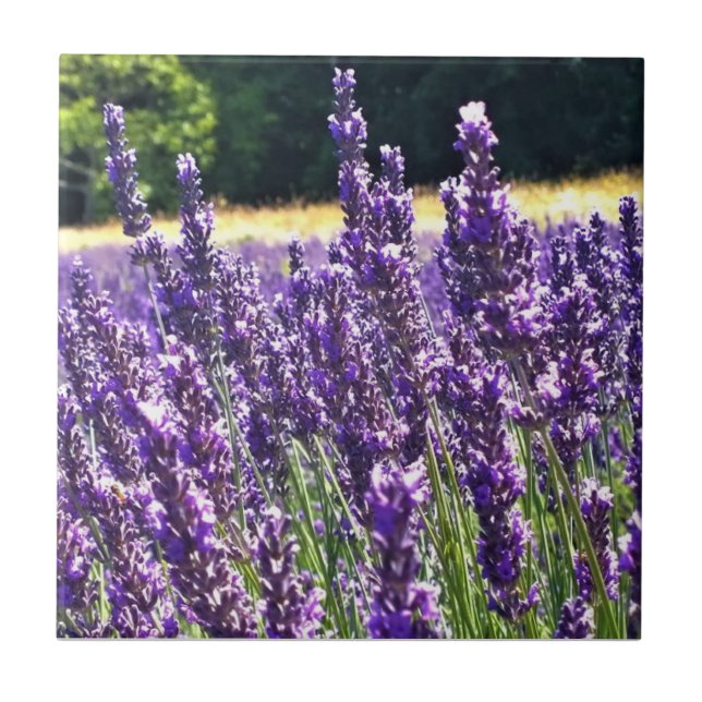 Carreau Ferme de Lavender (Devant)