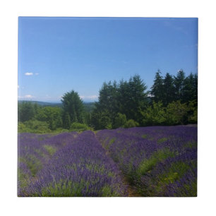 Carreau Ferme de Lavender