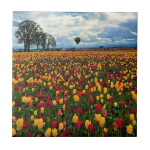 Carreau Ferme de Tulip en Oregon