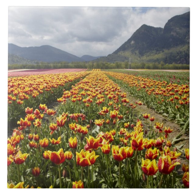 Carreau Ferme de tulipes près d'Agassiz, Colombie-Britanni (Devant)