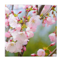 Fermeture des cerisiers en fleurs