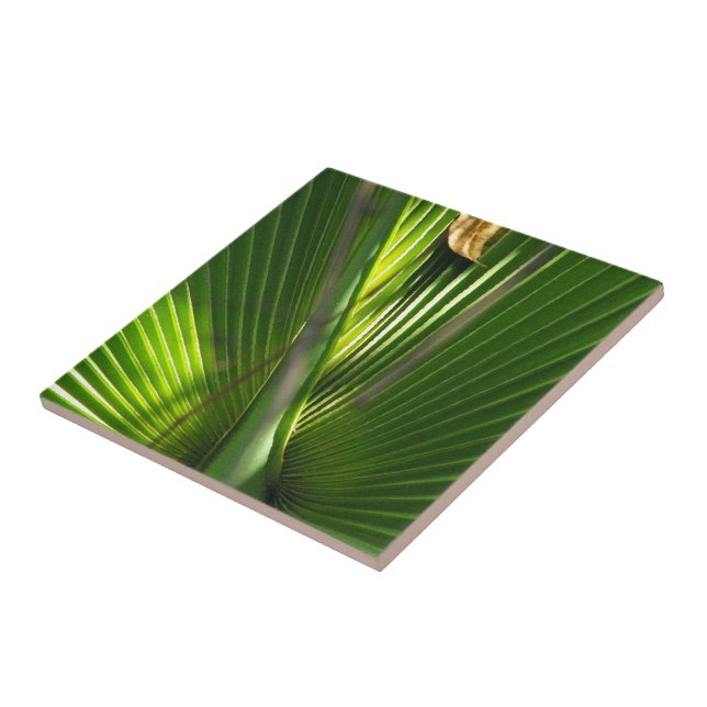 Carreau Fermeture photo de la scie Palmetto (Côté)
