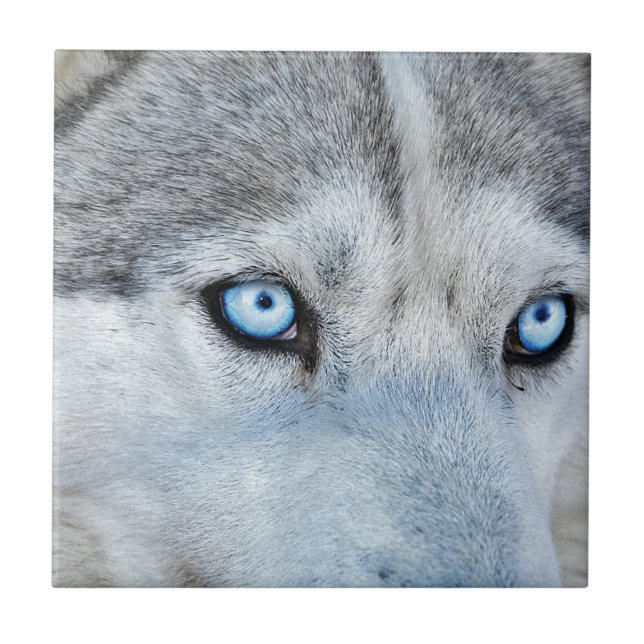 Carreau Fermez Sibérie Husky avec les yeux bleus (Devant)