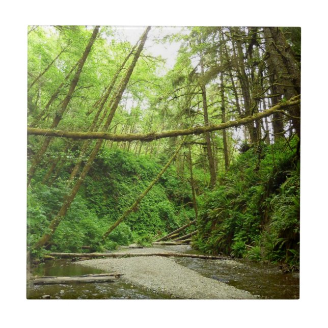 Carreau Fern Canyon I au Redwood National Park (Devant)