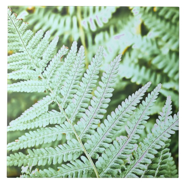 Carreau Fern Tropical Green Feuille Plante Forêt forestier (Devant)