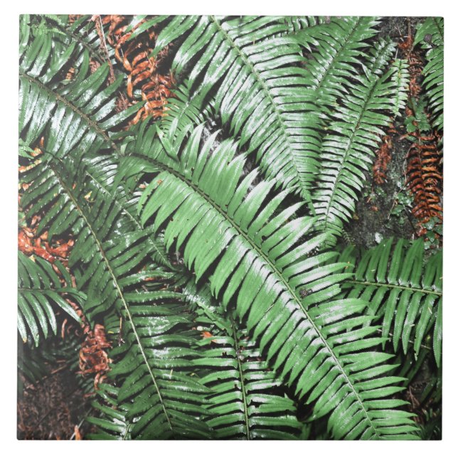 Carreau Fern Tropical Green Feuille Plante Forêt forestier (Devant)