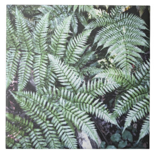 Carreau Fern Tropical Green Feuille Plante Forêt forestier