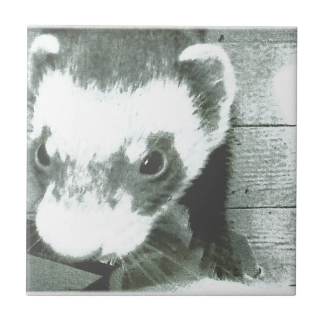 Carreau Ferret Cute Photo (Devant)