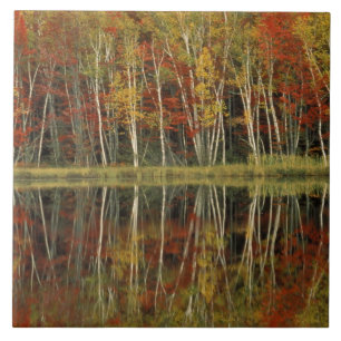 Carreau Feuillage d'automne et reflets de bouleau; Hiawath