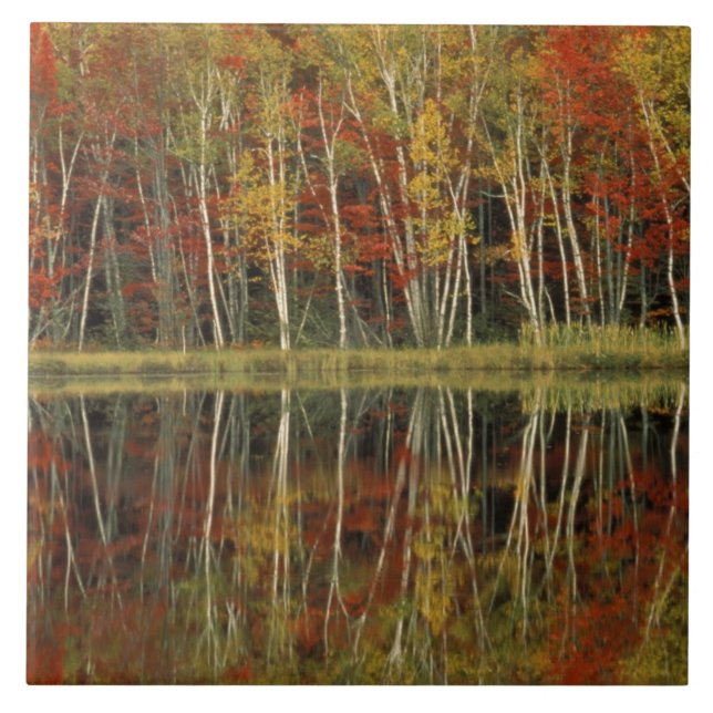 Carreau Feuillage d'automne et reflets de bouleau; Hiawath (Devant)