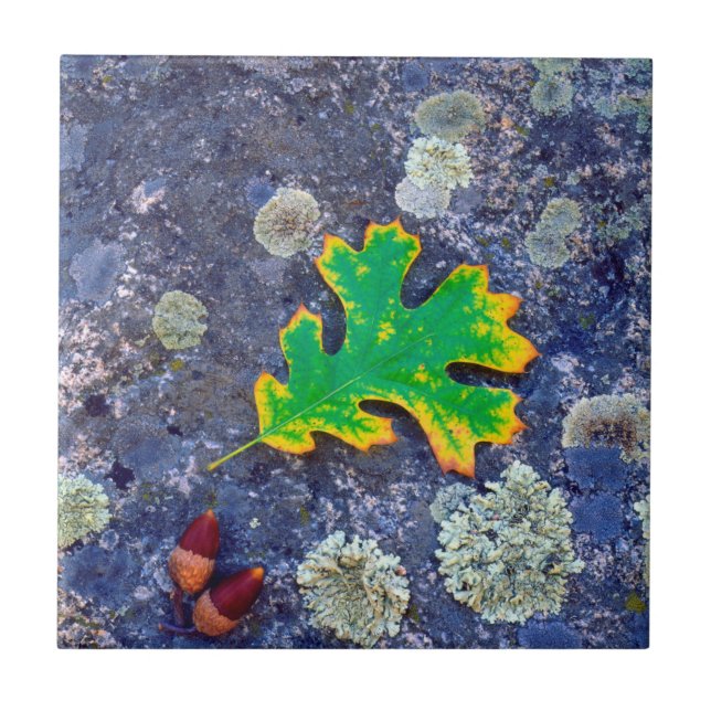 Carreau Feuille de chêne et glands sur une roche couverte  (Devant)