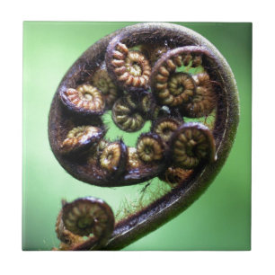 Carreau feuille de fougère Koru se déroulant