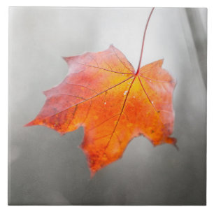 Carreau Feuille de Maple Rouge - Automne Velours