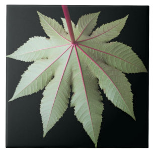 Carreau Feuille et tige