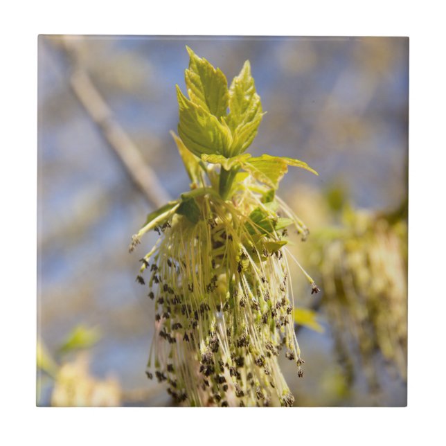 Carreau Feuille mignons en photo de printemps (Devant)